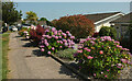 Hydrangeas, Purbeck Avenue, Broadpark