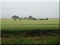 Cereal crop towards Easthills