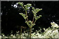 Meadowsweet (Filipendula ulmaria), Heddon Common