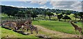 The giraffes at Longleat