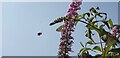 Butterfly on Buddleia with Bee