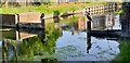 Cormorants on New River, Palmers Green