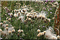 NT4527 : Seeding thistle flower heads at Philiphaugh by Walter Baxter
