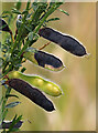 NT4527 : Ripening broom seed pods by Walter Baxter