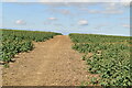 White Cliffs Country Trail