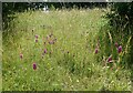 TQ2276 : Orchids at the London Wetland Centre by Marathon