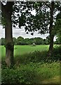 Field of turf near Wigsley Woods