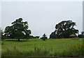 Grazing, St Fort Home Farm