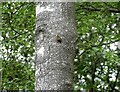 NZ1345 : Butterfly on a tree trunk by Robert Graham