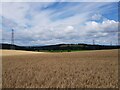 Powerlines cross wheat fields