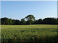 Cereal crop towards Pitkerro House