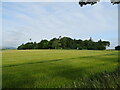 Cereal crop towards Kirkbuddo House