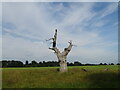 SU9575 : Tree stump by Matthew Chadwick
