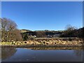 View across Macclesfield Canal at Bollington Aqueduct