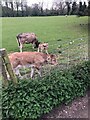 Calves in field adjacent to lane connecting Bollington and Kerridge