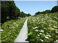 Canalside towpath at Chirk in July