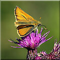 NT5029 : A small skipper butterfly (Thymelicus sylvestris) by Walter Baxter
