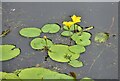 Wild Water Lily  Leeds to Liverpool canal