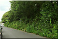 Trees alongside Reddenhill Road, Babbacombe