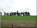 Crop field and woodland, White Myre