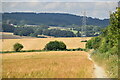 SU1328 : Field edge on Harnham Hill by David Martin