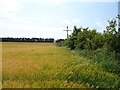 Cereal crop and hedgerow, Arrat