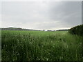 Field in the rain near Sapiston