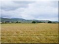 Barley by Moss Road, near Stewarton