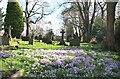 Crocuses in All Saints Churchyard, Breadsall