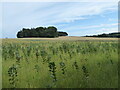 Field near a strip of woodland