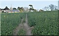 Footpath through oilseed rape