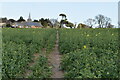 Footpath through oilseed rape