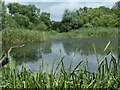ST4286 : A view from the bird hide, Magor Marsh by Robin Drayton