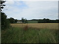 Wheat field and Chevington Hall Cottage