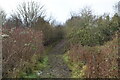 Muddy bridleway