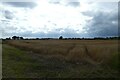 Oat field beside Temple Lane