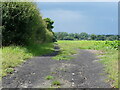 Farm track beside hedge