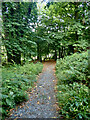 Short cut path to the upper parking ground at Tollymore Forest Park