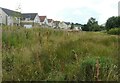 Grassland beside Disraeli Crescent