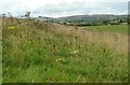 Grassland, Castle Hill