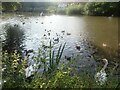 The Old Mill Pond, Wateringbury