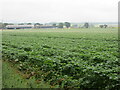 Potato field at Pert