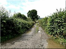 SO2460 : Byway to New Radnor by Oliver Dixon