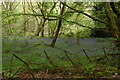 Bluebells, Mereworth Woods