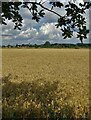 Farmland at Bagley Green