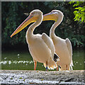 Backlit pelicans