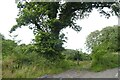 Path into Trebeigh Wood