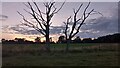 NT0261 : Two Dead Trees at Dusk by Ian Dodds