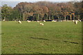 Sheep, Fairtrough Farm