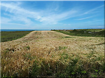 SY6769 : Barley field near Wallsend Cove by Vieve Forward